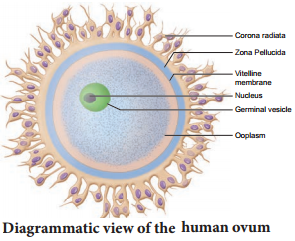 Human Reproductive Gametogenesis img 6