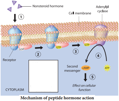 Mechanism of Hormone Action img 1