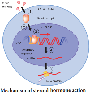 Mechanism of Hormone Action img 2