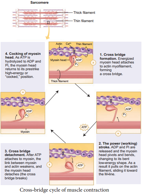 Mechanism of Muscle Contraction img 1
