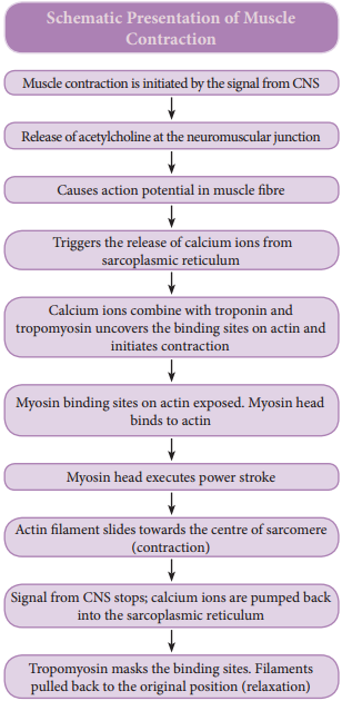 Mechanism of Muscle Contraction img 3