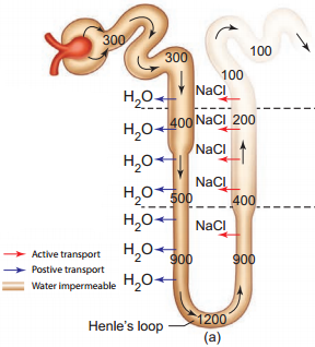 Mechanism of Urine Formation in Human img 3
