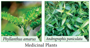 Medicinal Plants img 1