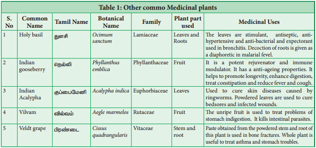 Medicinal Plants img 2