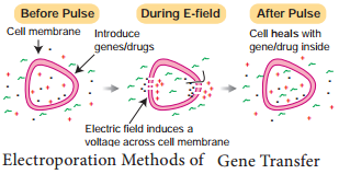 Methods Of Gene Transfer img 2
