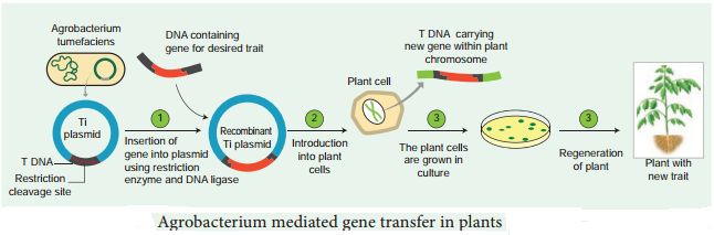 Methods Of Gene Transfer img 4