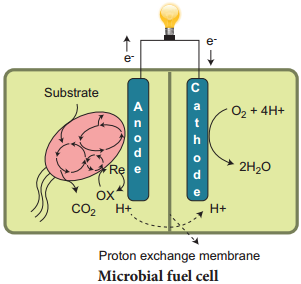 Microbes In Sewage Treatment And Energy Generation img 1