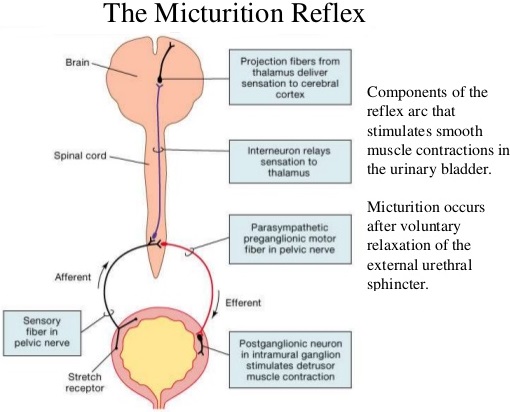 Micturition img 1