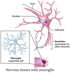 Neural Tissue img 1
