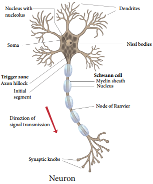 Neuron as a Structural and Functional Unit of Neural System img 1