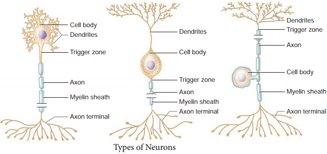 Neuron as a Structural and Functional Unit of Neural System img 2