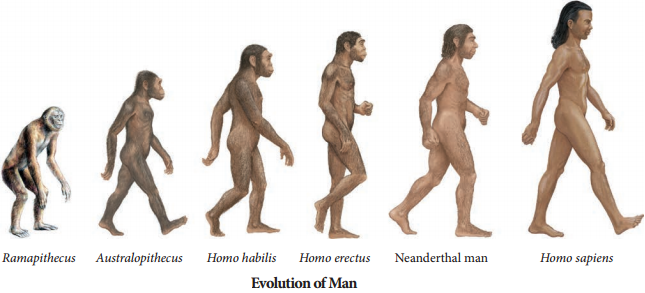 Origin And Evolution Of Man img 1