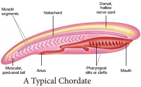 Phylum Chordata img 1