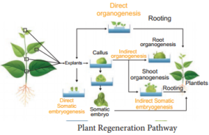 Plant Regeneration Pathway img 2