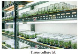 Plant Tissue Culture Techniques and Types img 1