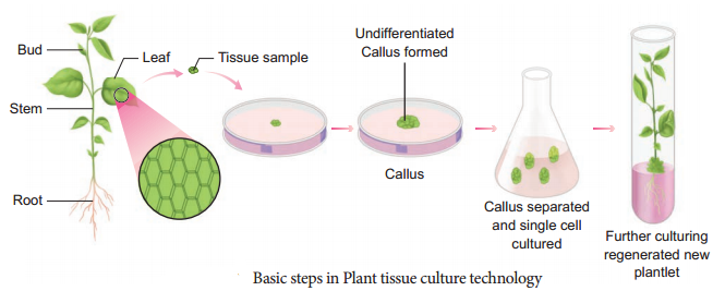 plant-tissue-culture-techniques-and-types-ncert-mcq