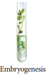 Plant Tissue Culture Techniques and Types img 4
