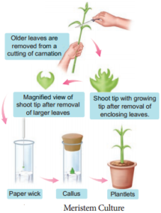 Plant Tissue Culture Techniques and Types img 6
