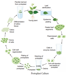 Plant Tissue Culture Techniques and Types img 7