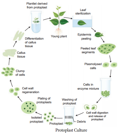 Plant Tissue Culture Techniques And Types NCERT MCQ   Plant Tissue Culture Techniques And Types Img 7 