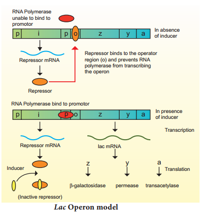 Regulation Of Gene Expression img 1