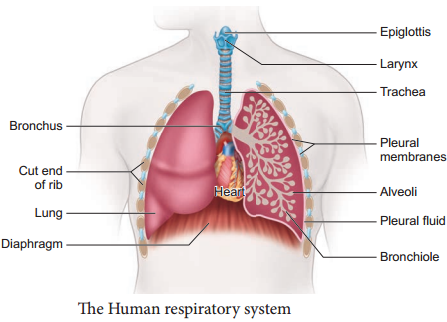 Respiratory Organs in Various Organisms img 1