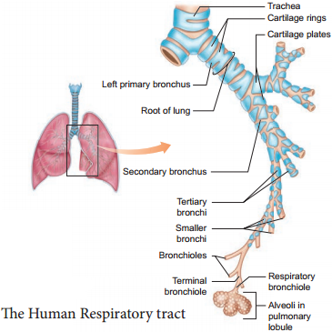 Respiratory Organs in Various Organisms img 2