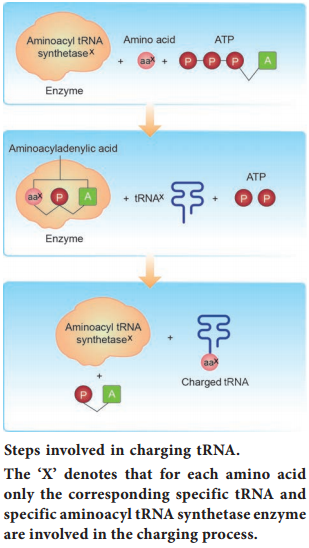Rna - The Adapter Molecule img 2