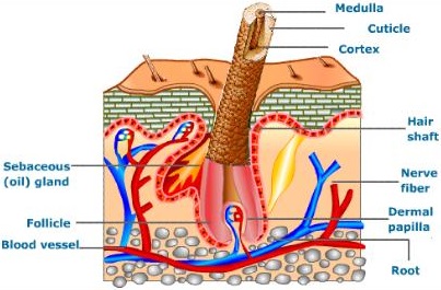 Role of Other Organs in Excretion img 1