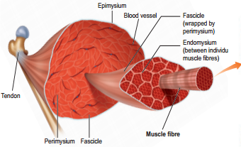 Skeletal Muscle (Voluntary Muscle) img 1