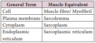 Skeletal Muscle (Voluntary Muscle) img 3