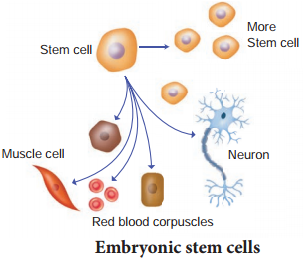 Stem Cell Therapy img 1