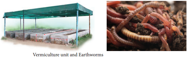 Vermiculture img 1