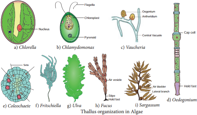 Algae Classification and its Importance img 2