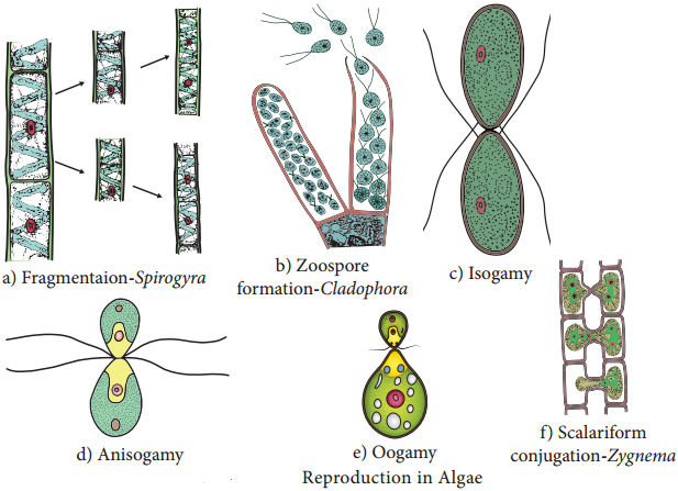 Algae Classification and its Importance img 3