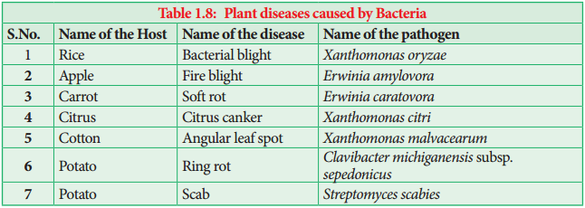 Bacteria img 11