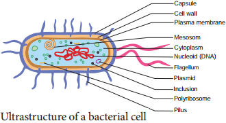 Bacteria img 2