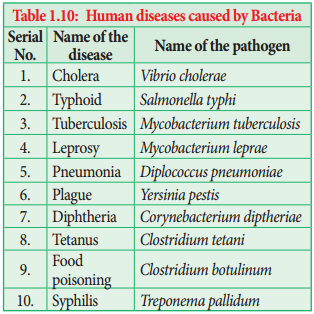 Bacteria img 26