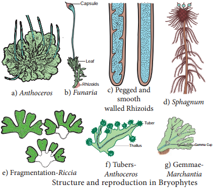 Bryophytes img 2