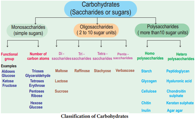 Carbohydrates and its Types img 2