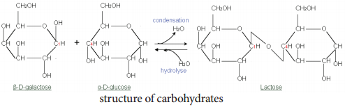 Carbohydrates and its Types img 3