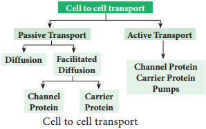 Cell to Cell Transport img 1