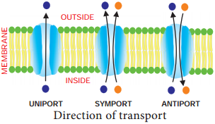 Cell to Cell Transport img 5