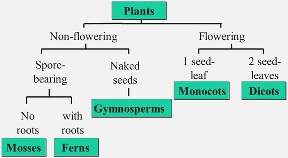 Classification of Plants img 1