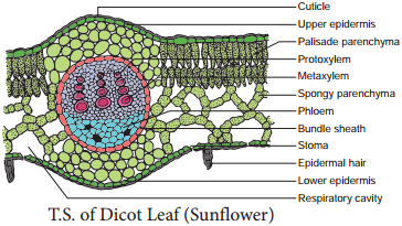 Comparision of Primary Structure - Dicot and Monocot Root - Stem and Leaf img 5