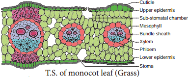 Comparision of Primary Structure - Dicot and Monocot Root - Stem and Leaf img 6