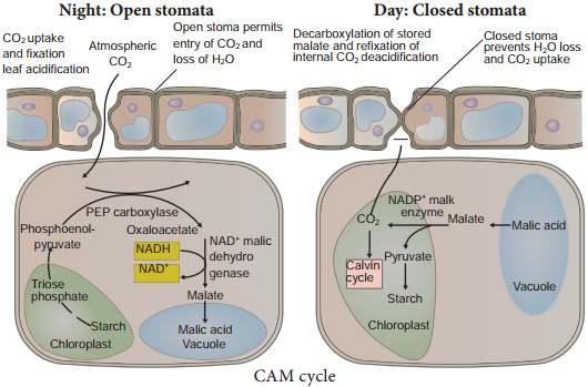 Crassulacean Acid Metabolism or CAM Cycle img 1