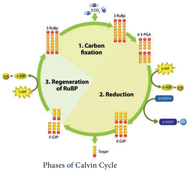 Dark Reaction or Cycle or Biosynthetic Phase or Photosynthetic Carbon Reduction (PCR) Cycle img 1