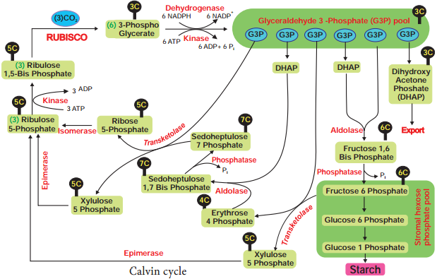 Dark Reaction or Cycle or Biosynthetic Phase or Photosynthetic Carbon Reduction (PCR) Cycle img 2