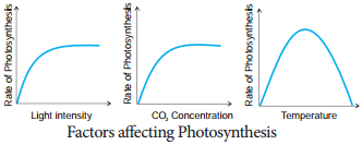 Factors Affecting Photosynthesis img 2